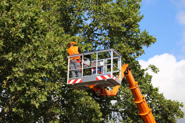 Best Arborist Consultation Services  in Nicollet, MN